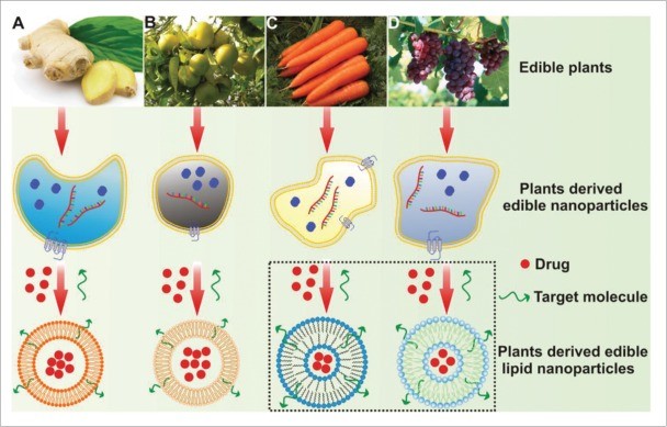 Plant-derived nanoparticles and lipid nanoparticles for targeted drug delivery.