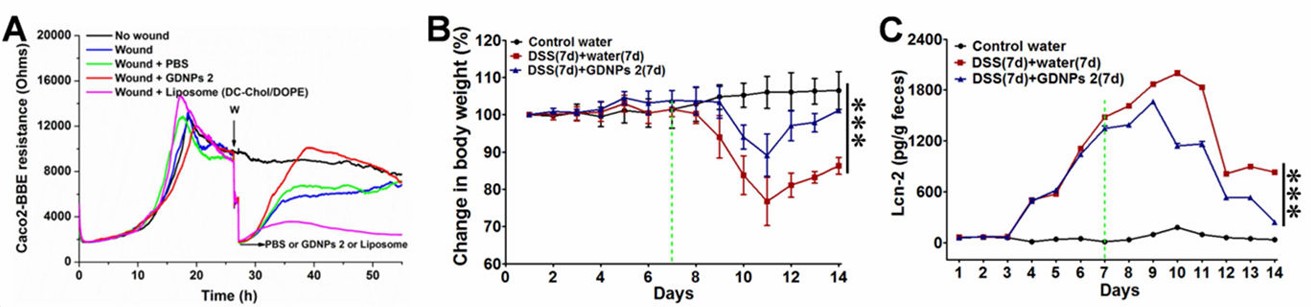 GDNPs 2 impact on wound healing and related metrics.
