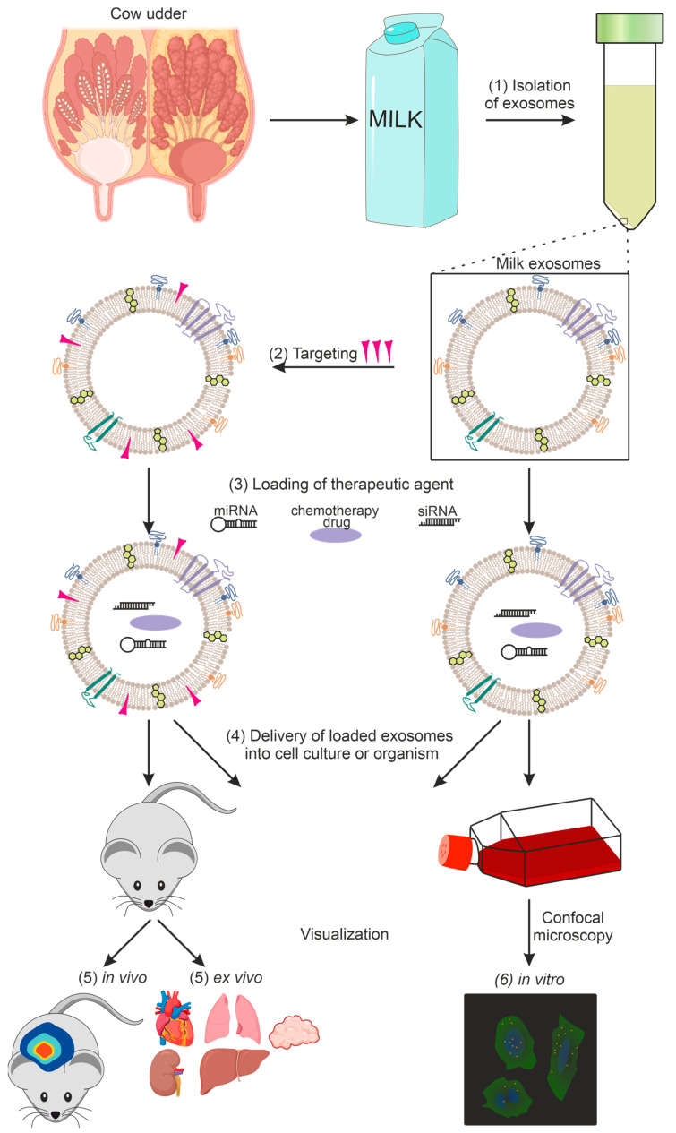 Milk Derived Exosome Development