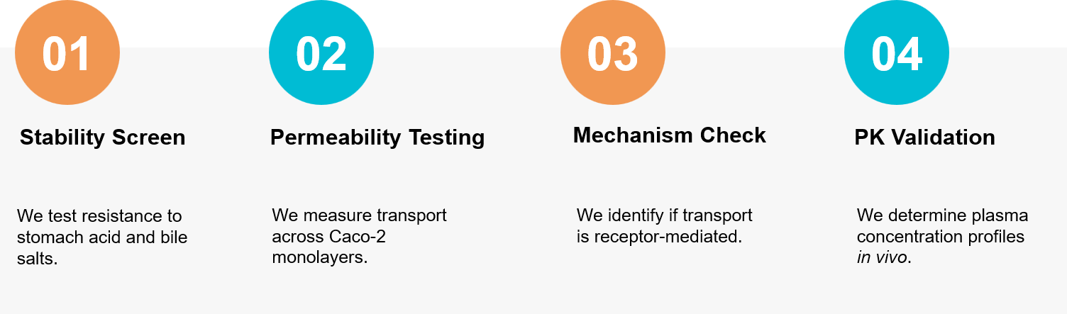 Exosome gut absorption study workflow.