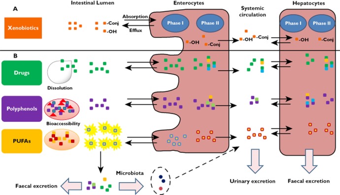 Gastrointestinal Functional Evaluation of Exosomes