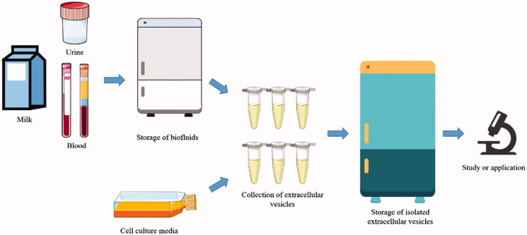 Exosome Stability and Bioavailability Assessment