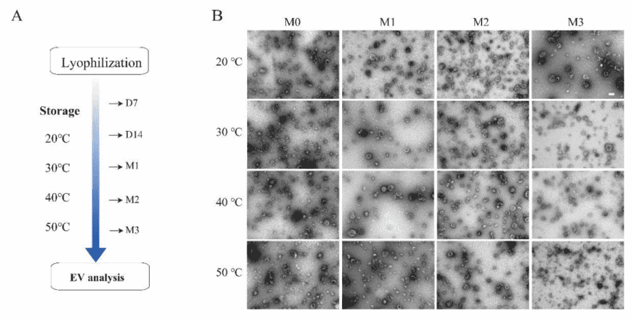 MK-Exo stability under short-term storage conditions.