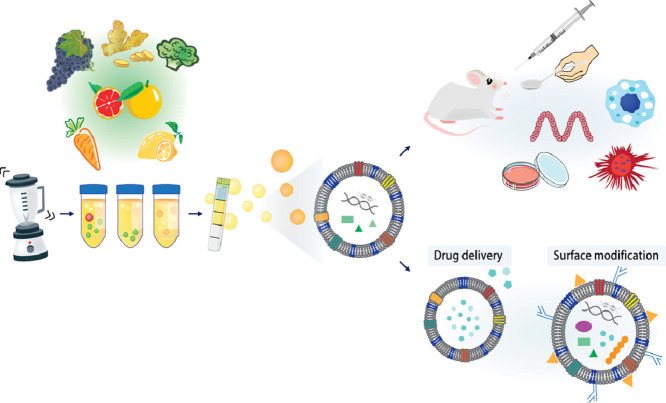 Exosome Solutions in Nutraceuticals and Functional Foods