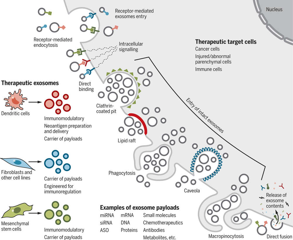 Therapeutic exosome uptake and effects in target cells.