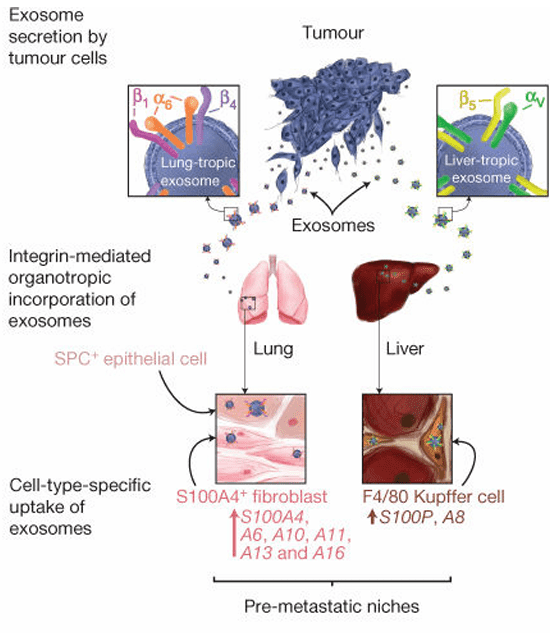 Organotropic tumor dissemination via exosomes.