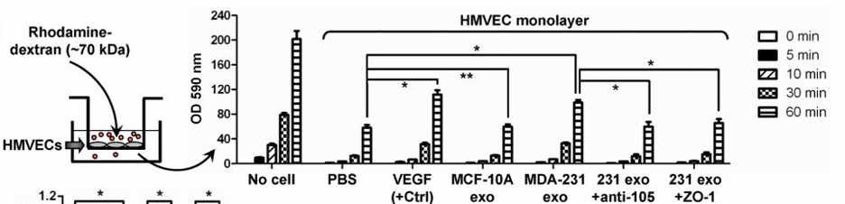 HMVEC monolayer permeability assay results.