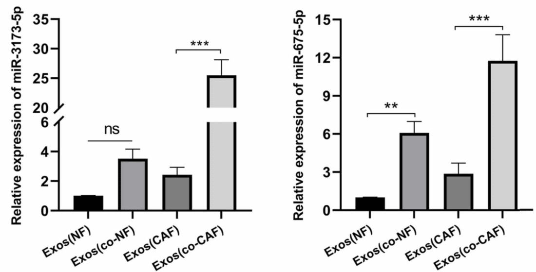 RT-qPCR analysis of miRNAs in CAF-derived exosomes.
