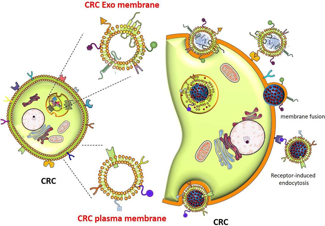 Colorectal Cancer Exosome Research Services