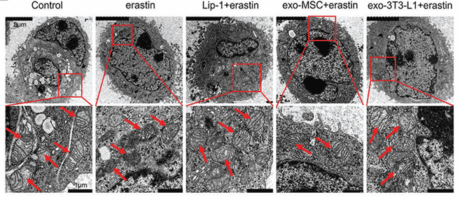 Mitochondrial morphology and damage in SW480 cells post-treatment.