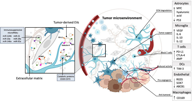 Glioblastoma Exosome Research Services