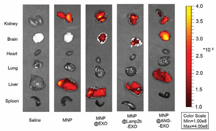 Brain enrichment and circulation of modified exosomes in mice.