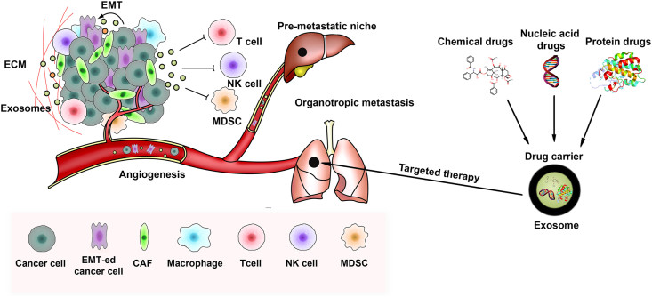 Cancer Exosome Research Solutions