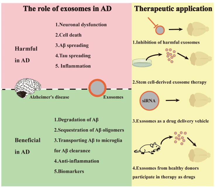 Alzheimer Disease Exosome Research Services