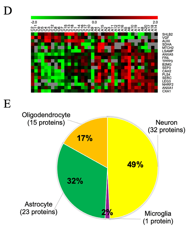 Heat map of protein expression and cell type marker enrichment in AD.