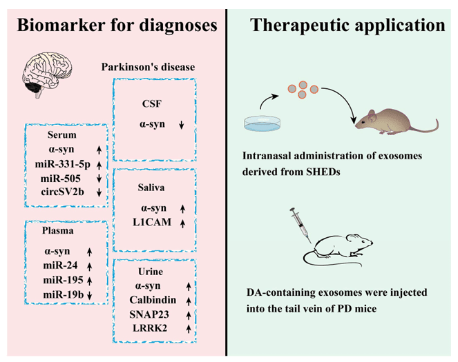 Parkinson Disease Exosome Research Services