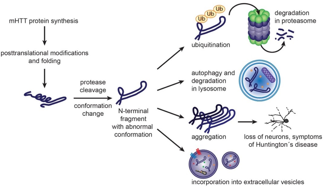 Huntington Disease Exosome Research Services