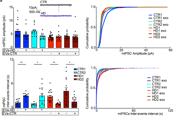 Effects of CTR-EVs and HD-EVs on mIPSC in HD neurons.