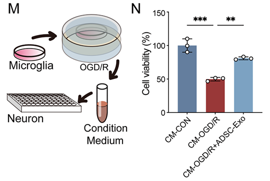 CCK-8 assay for neuron survival post ADSC-Exo treatment.