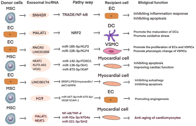 Atherosclerosis and Myocardial Injury Exosome Services