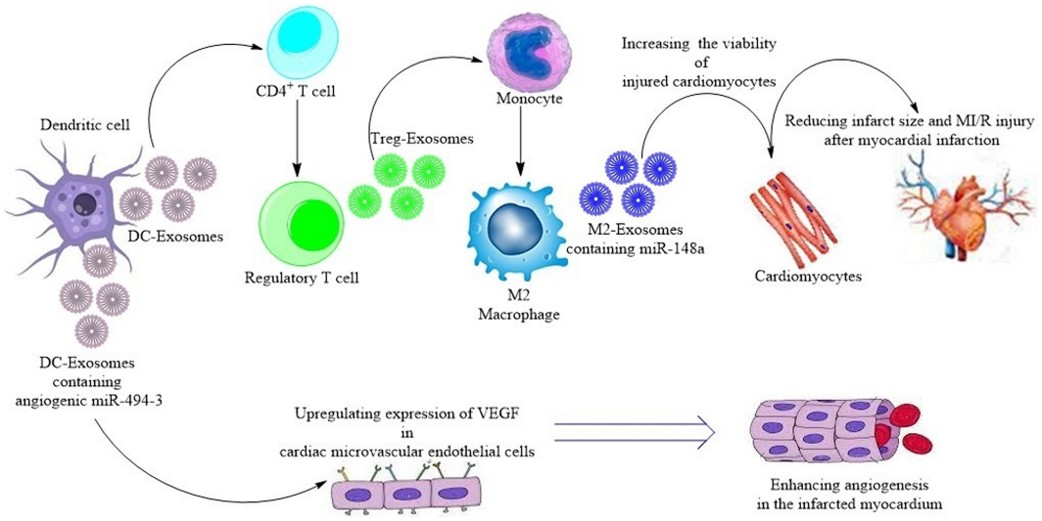 Cardiovascular and Metabolic Disease Exosome Solutions