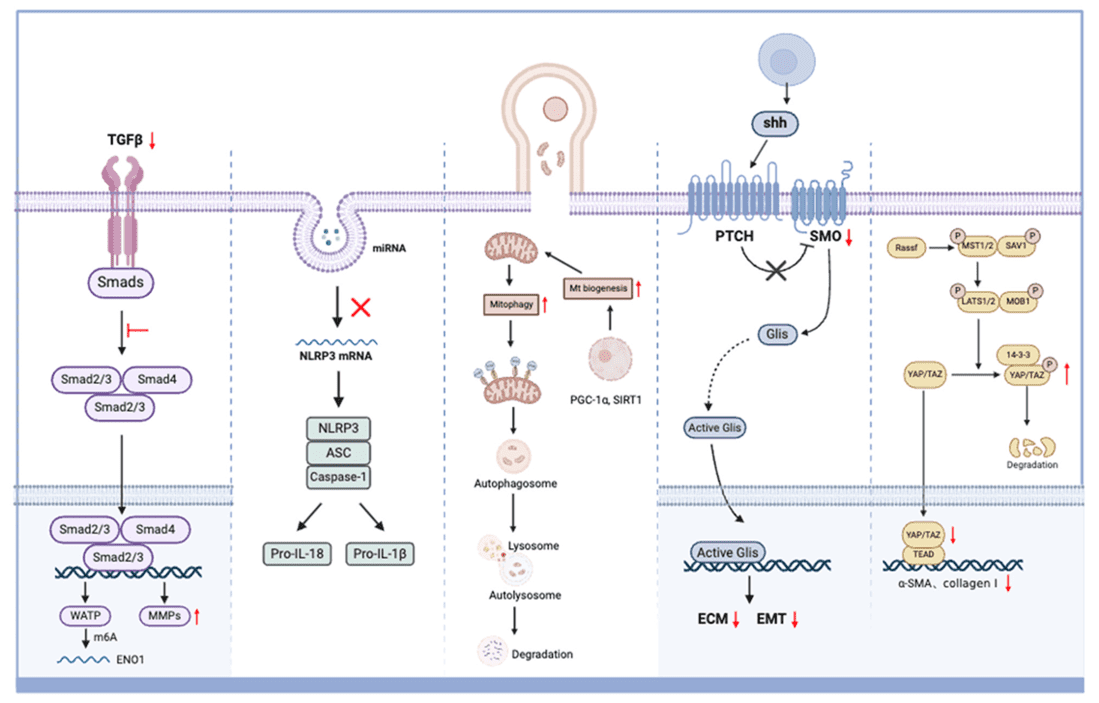 Kidney Disease Exosome Profiling Services