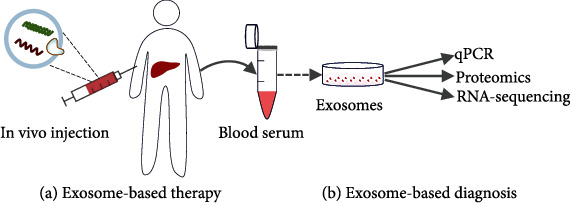 Exosome applications in liver disease treatment and diagnosis.