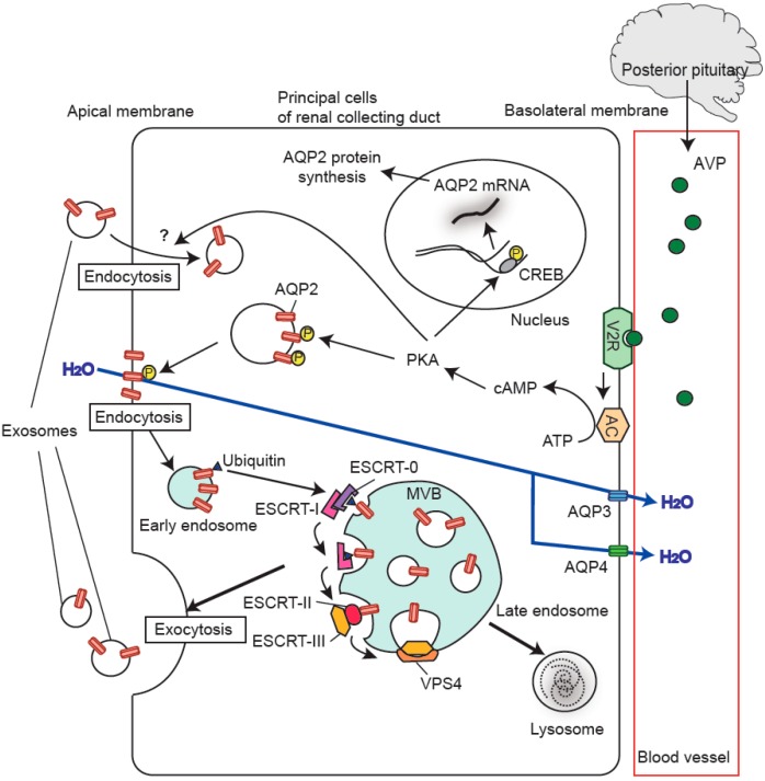 Kidney and Liver Disease Exosome Solutions
