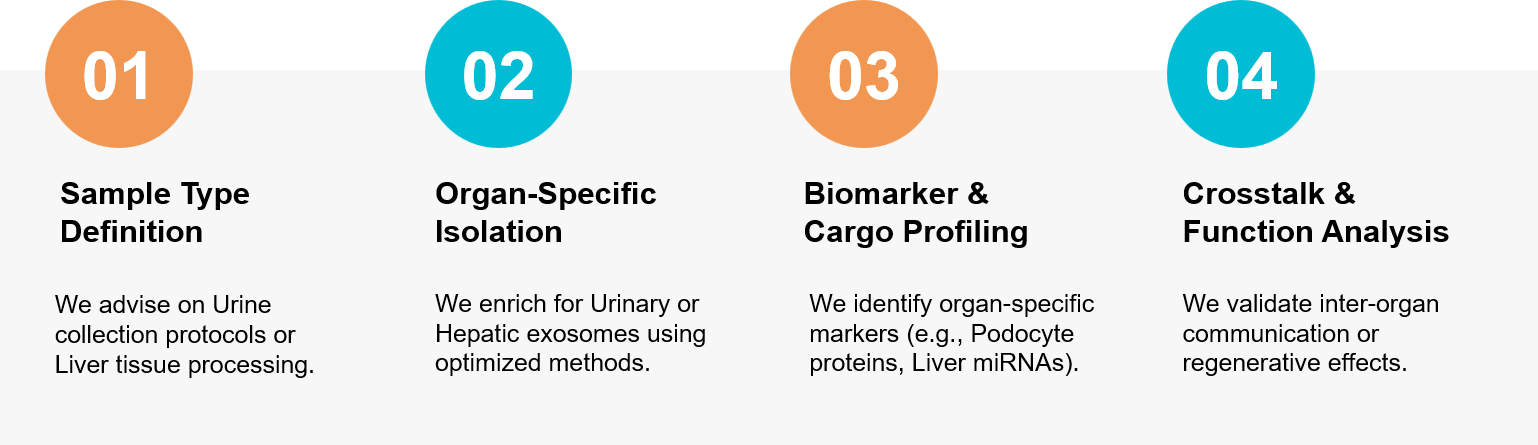 Kidney and liver exosome research workflow.