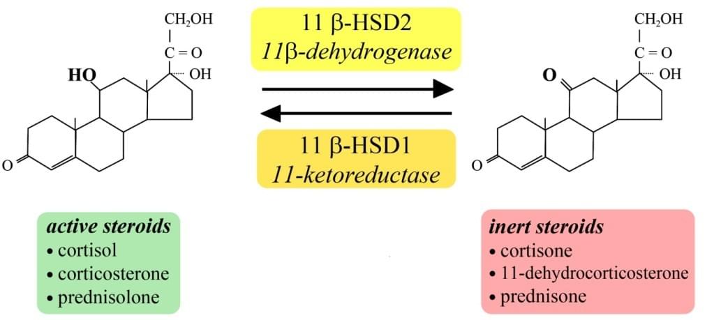 PTPC and its function in mediate apoptosis