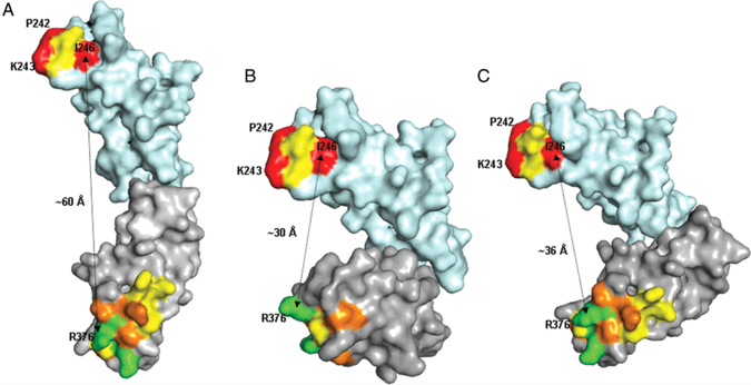 Figure 1. Alternative arrangements of C2 (cyan) and C3 (grey) domains of CD22 obtained by superposition of the models.