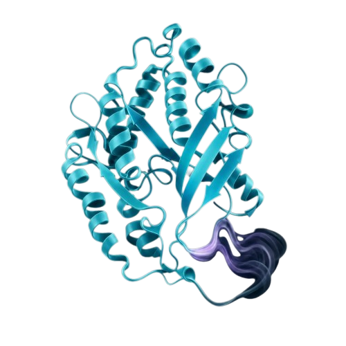 Protein structure