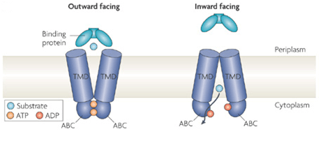 Typical model of  ABC transporter