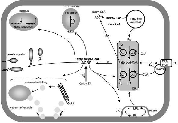 Custom MemPro™Acyl-CoA-binding Protein (ACBP)