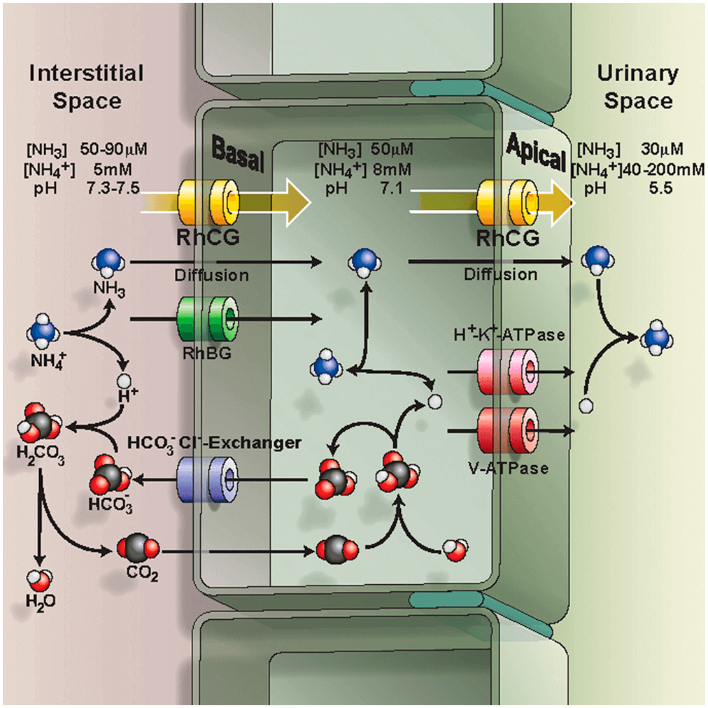 Ammonia and Urea Transporters,epithelial model for acid-secreting intercalated cells