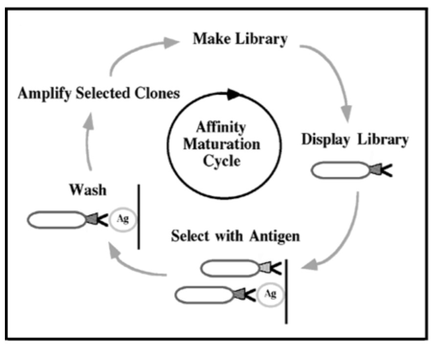 Applications for Protein Engineering