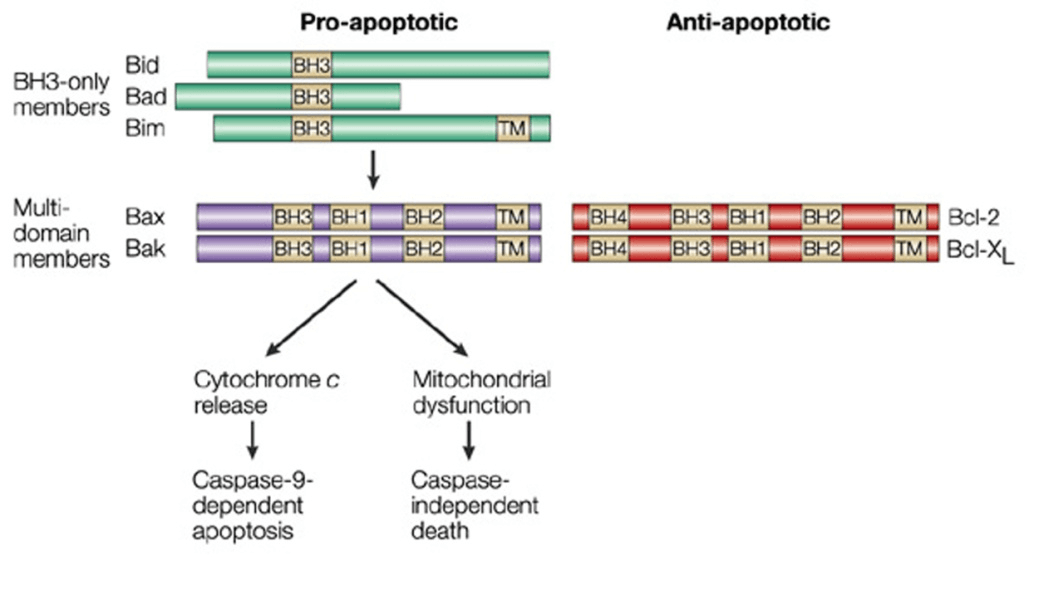 B-cell Lymphoma 2 (Bcl-2) Family,Figure, Bcl-2 family