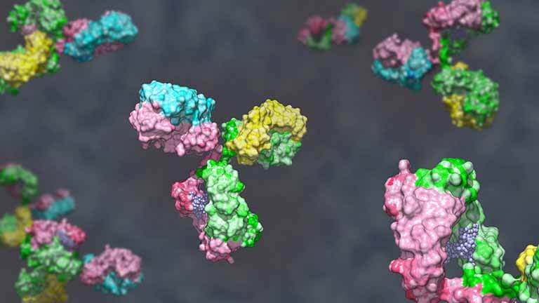 Antigen-Antibody Complex Structure