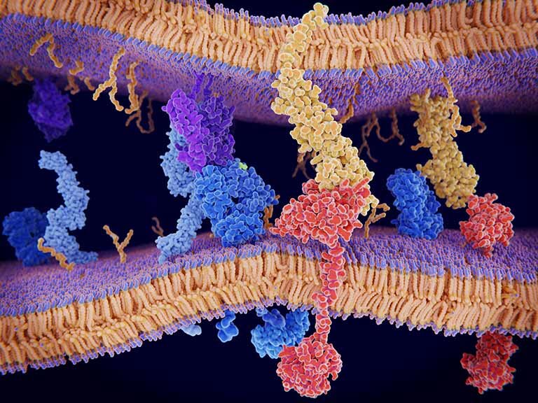 Membrane Protein Structural Research