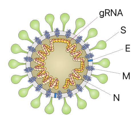 COVID-19 Related VLP Products