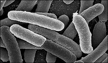 Bacterial Cell Systems