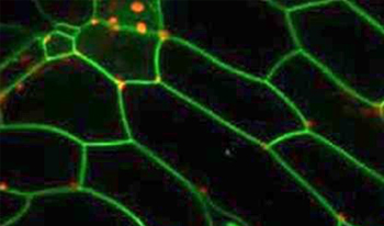 Plant Cell Systems