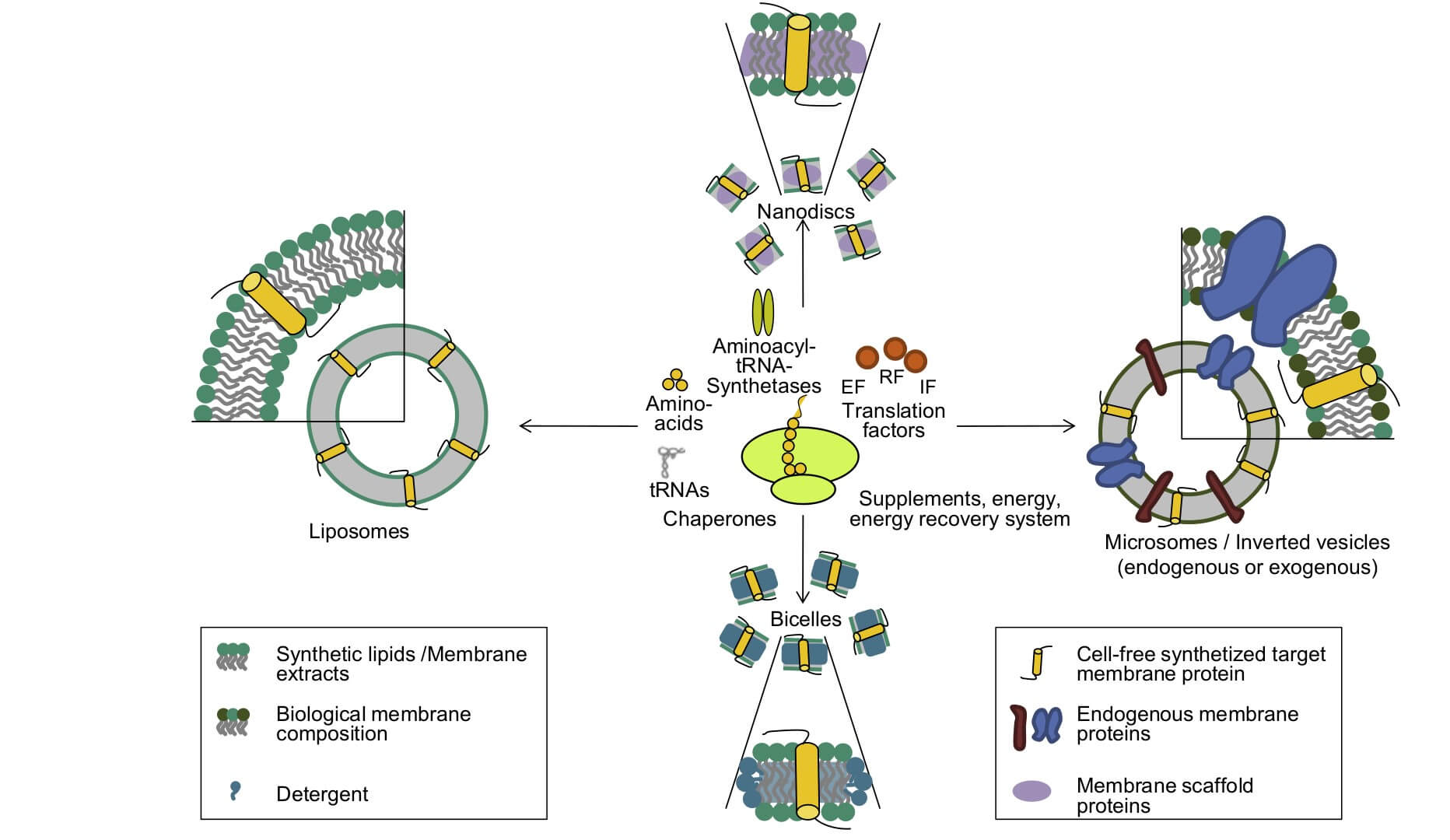 Cell-free synthesis of membrane proteins in presence of different lipid