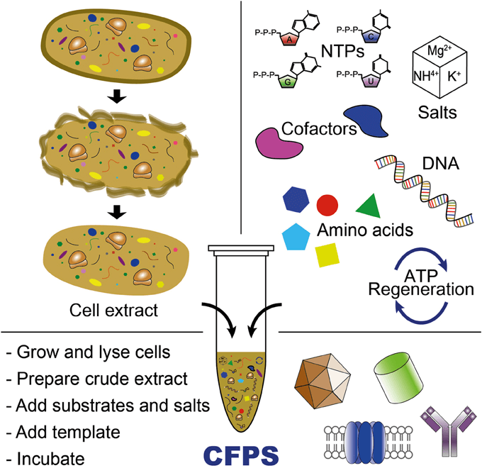 Cell Free Expression Creative Biostructure