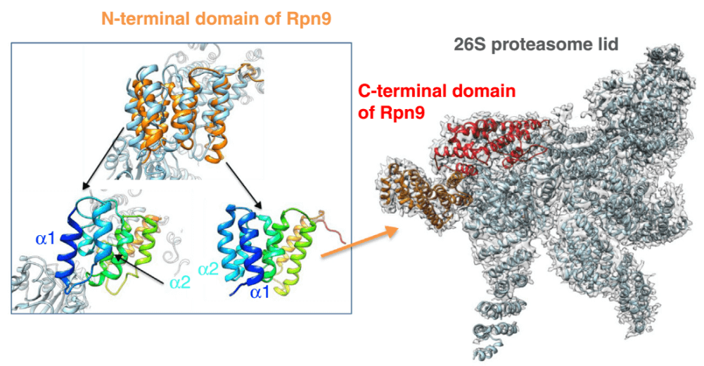 Combinational Applications of Cryo-EM, X-ray Crystallography and NMR