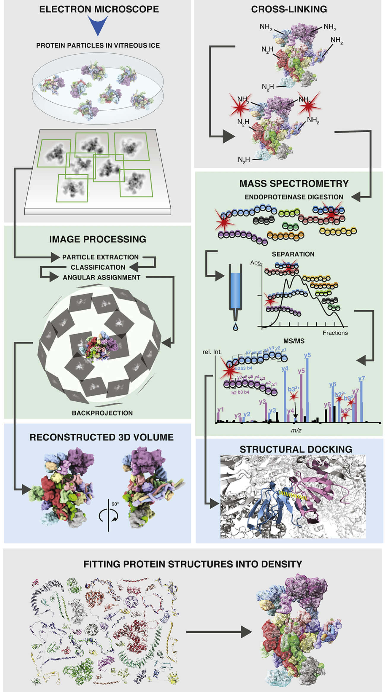 Combinational Applications of Cryo-EM and Mass Spectrometry - Creative  Biostructure