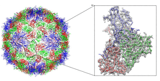 Antigen-antibody complex