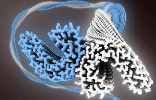 Filament Cryo-EM service