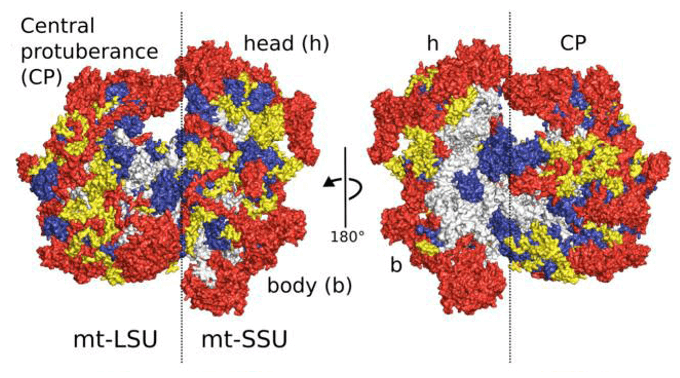 Overview of the human mitoribosome. Proteins conserved with bacteria (blue), extensions of homologous proteins (yellow), and mitochondria specific proteins (red). rRNA is shown in gray.