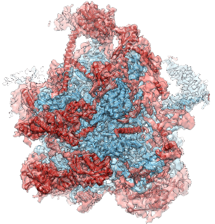 Cryo-EM Services